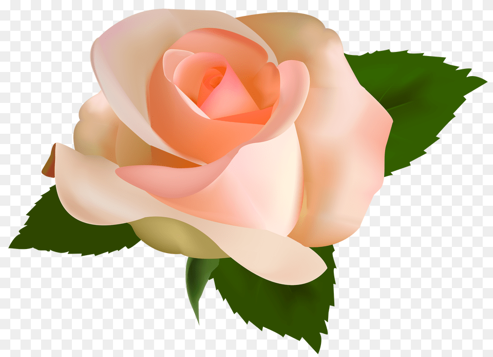 Download Beautiful Rose Clipart Peach Rose Background, Flower, Plant, Petal, Baby Free Transparent Png