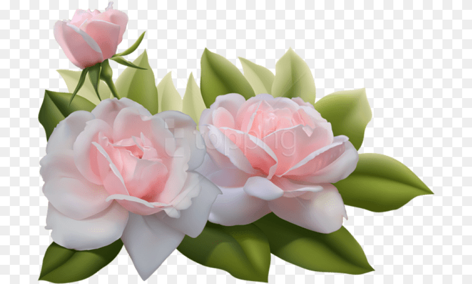 Beautiful Three Pink Roses Images 3d Flowers, Flower, Petal, Plant, Rose Free Png Download