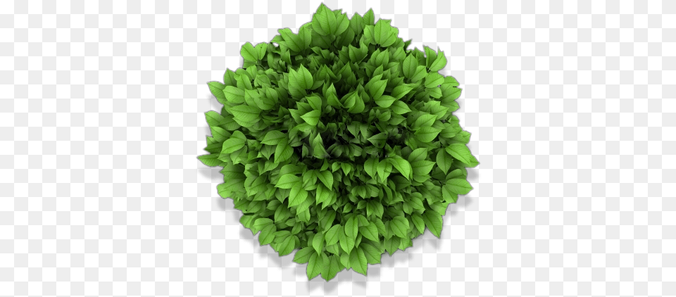 Download Bed Top View Top View Of Garden Plants Artificial Flower, Green, Leaf, Plant, Vegetation Png Image