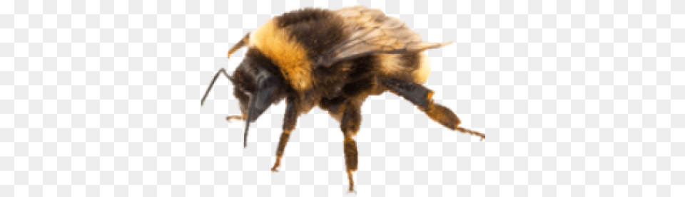 Download Bee Background Image Dlpngcom Bumble Bee Background, Animal, Apidae, Bumblebee, Invertebrate Free Png