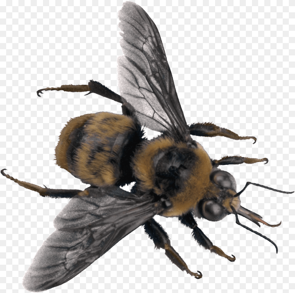 Download Bee Top Bee On Transparent Background High Resolution Bee Transparent Background, Animal, Apidae, Bumblebee, Insect Png