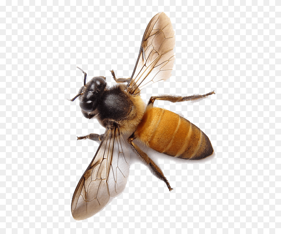Download Bee Transparent Honey Bee Transparent Background, Animal, Honey Bee, Insect, Invertebrate Free Png