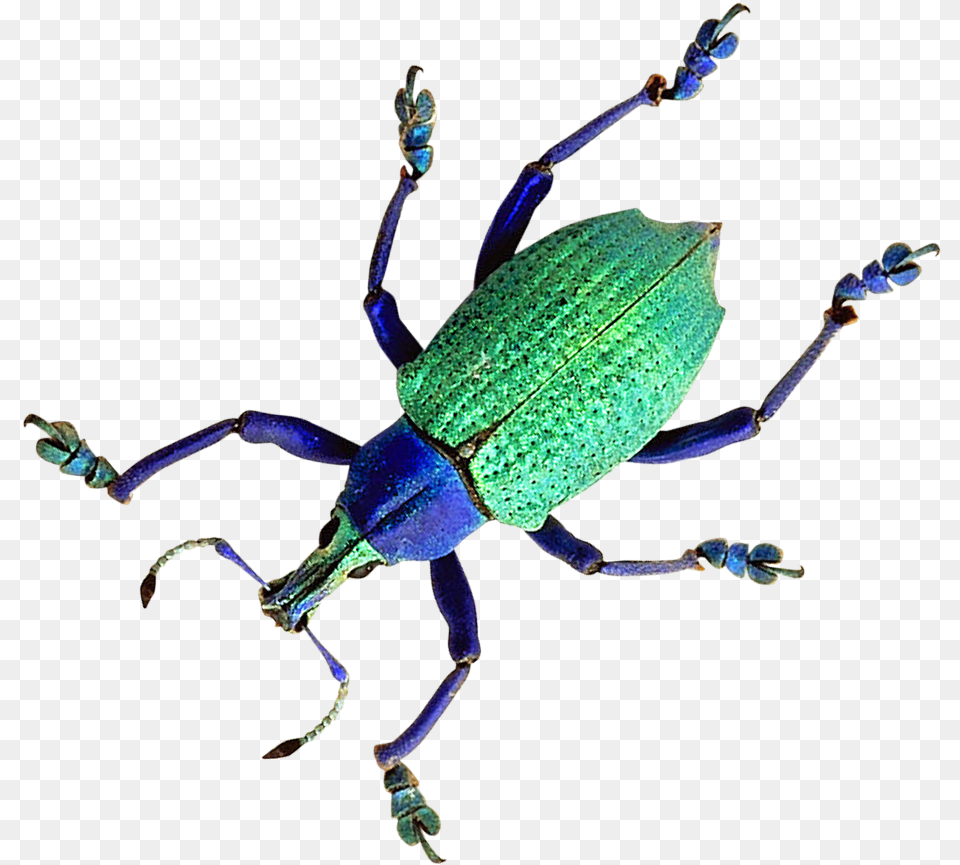 Download Beetle For Free Beetles, Animal, Insect, Invertebrate Png Image