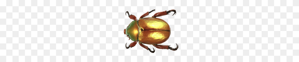Download Beetle Photo Images And Clipart Freepngimg, Animal, Dung Beetle, Insect, Invertebrate Png Image