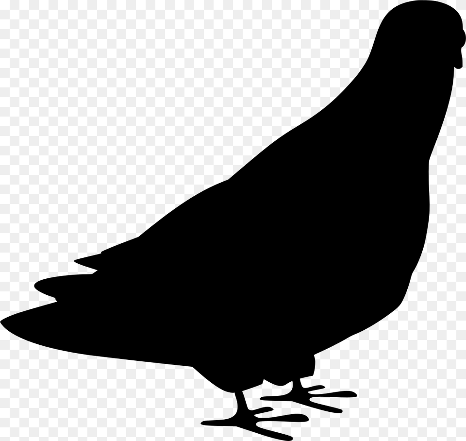 Download Bird, Gray Free Png