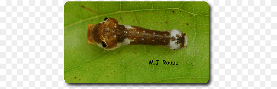 Bird Droppings Snake Eyes Dead Leaves Spicebush Spicebush Swallowtail, Leaf, Plant, Animal, Insect Free Png Download