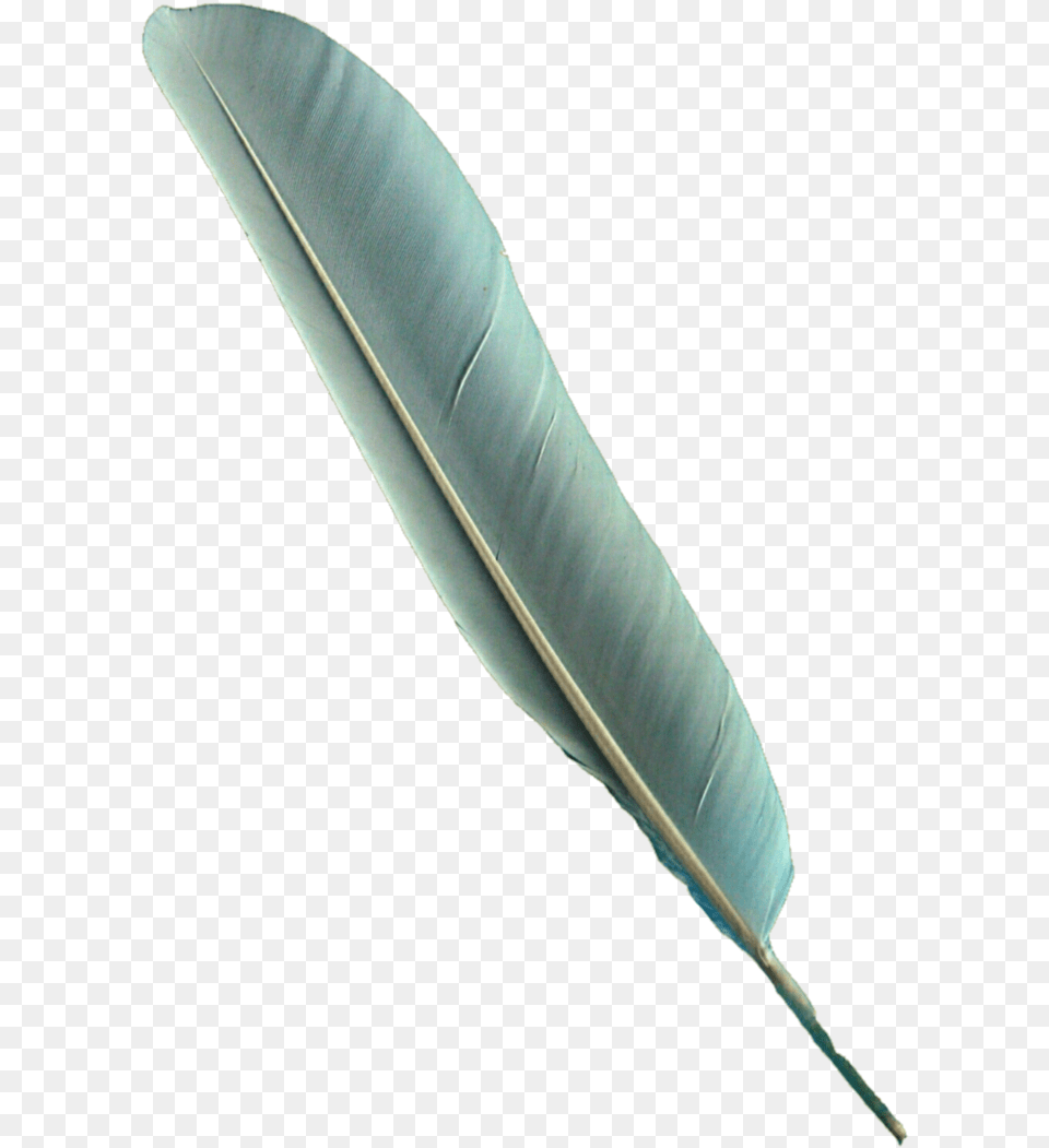 Download Bird Feather Bird Feather Pen Full Size Parrot Feather Transparent, Leaf, Plant, Bottle, Sword Free Png