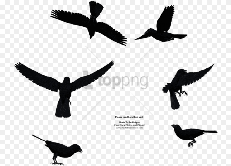 Download Bird Flying From Above Images Bird Flying From Above, Animal, Blackbird, Silhouette, Aircraft Png Image