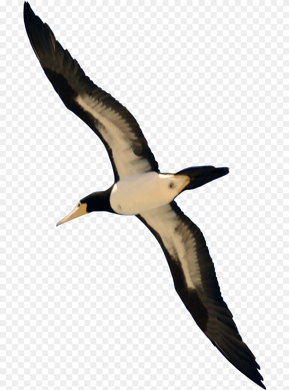 Download Bird Flying Image For Real Bird Flying, Animal, Booby Free Png
