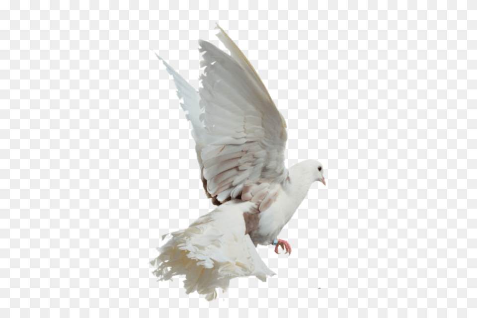 Bird Image With Picsart White Bird, Animal, Pigeon, Dove Free Png Download