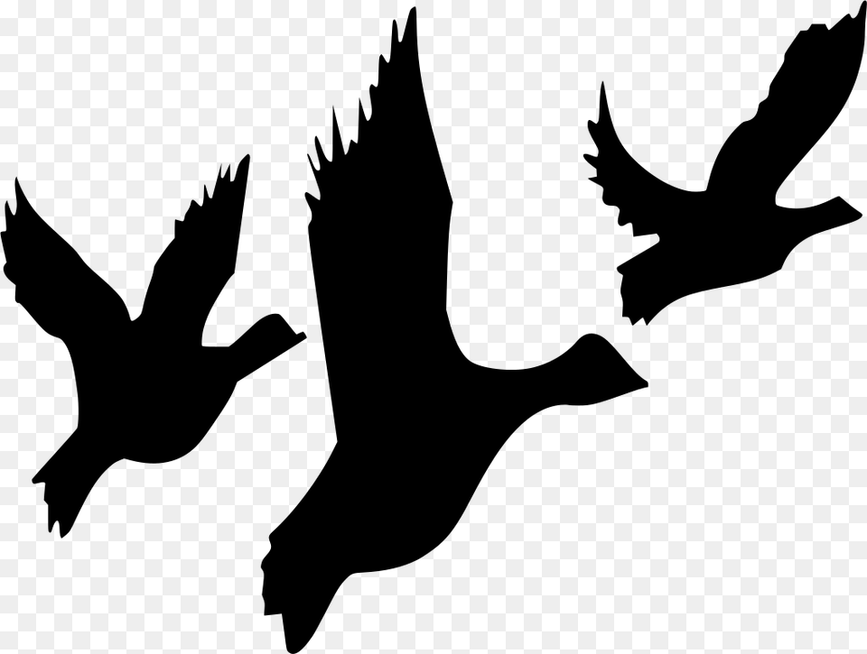 Download Bird Migration Clipart, Gray Free Transparent Png