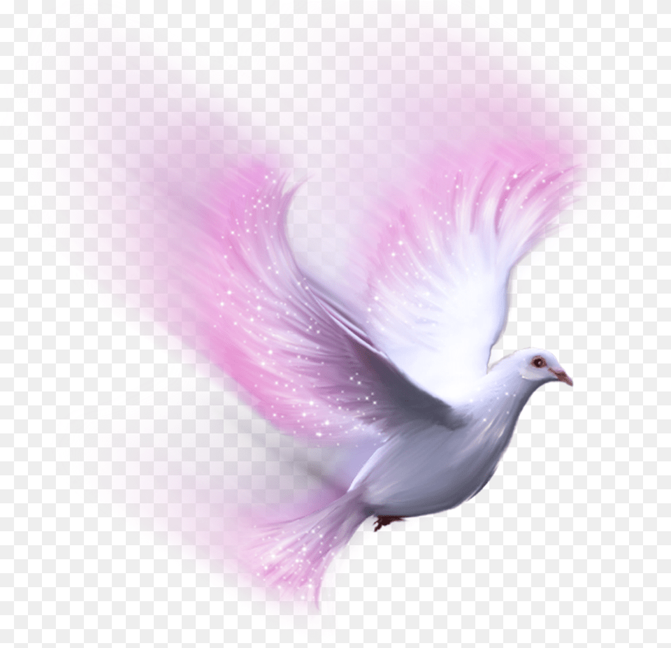 Download Bird Pink White Dove Freetoedit White Dove Transparent Doves, Animal, Pigeon Free Png