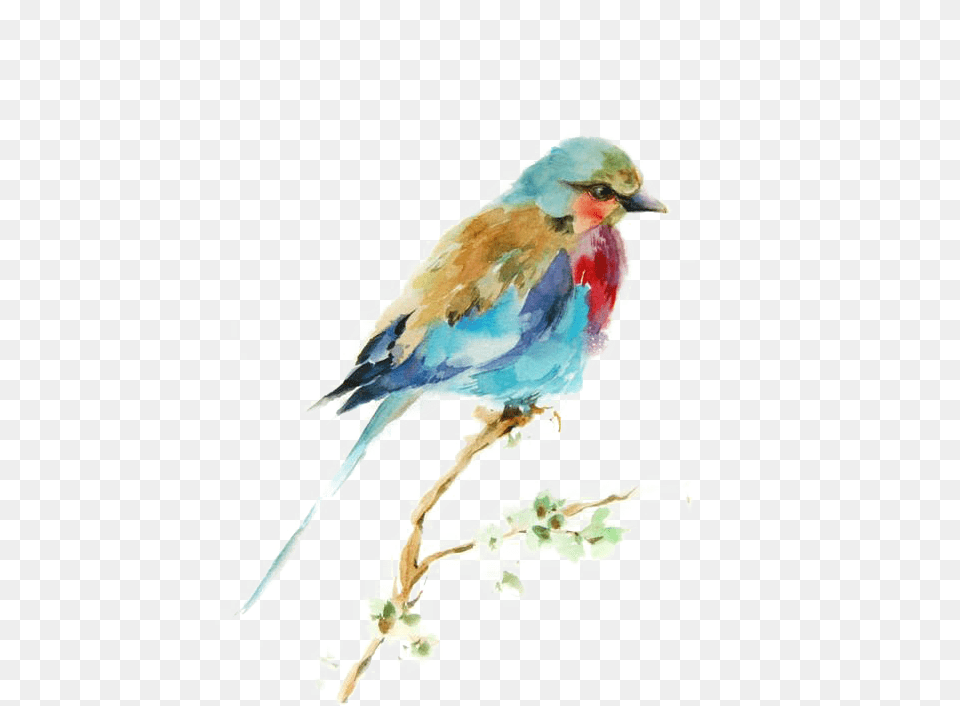 Download Bird Watercolor Printmaking Drawing Painting Birds Best Watercolor Paintings Of Bird, Animal, Jay, Bluebird Png