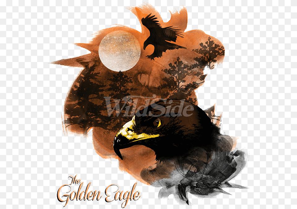 Download Birds Of Prey Golden Eagle Illustration, Animal, Beak, Bird, Cat Free Transparent Png