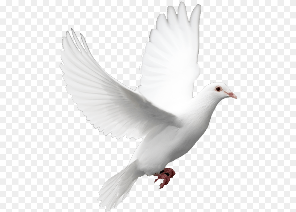 Download Birds Without Background White Bird Bird Black Background, Animal, Dove, Pigeon Free Png