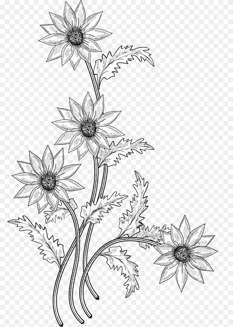 Download Black And White Flower With Stem Clipart Flower Flower Drawing, Art, Floral Design, Graphics, Pattern Free Png