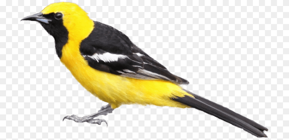 Download Black And Yellow Bird Images Black And Yellow Bird, Animal, Finch, Beak, Canary Png