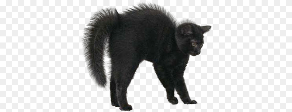 Download Black Cat For Halloween Black Cat, Animal, Mammal, Pet, Bear Png
