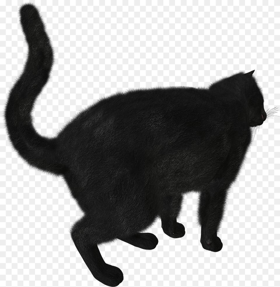 Download Black Cat Picture Black Cat Gif, Animal, Mammal, Pet, Panther Free Png