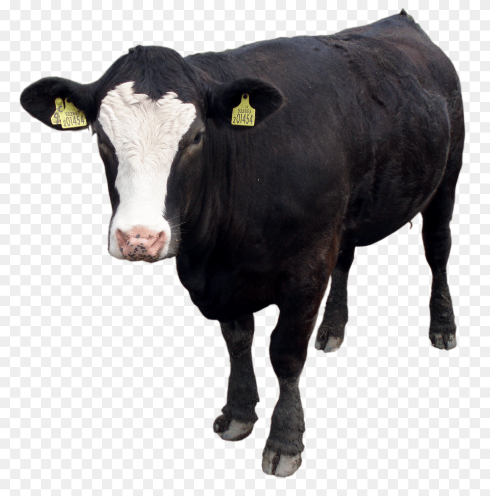Download Black Cow For Black Cow, Animal, Cattle, Livestock, Mammal Free Transparent Png
