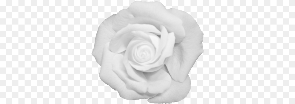 Download Black Flower Crown Transparent White Transparent Black And White Rose, Petal, Plant Png Image