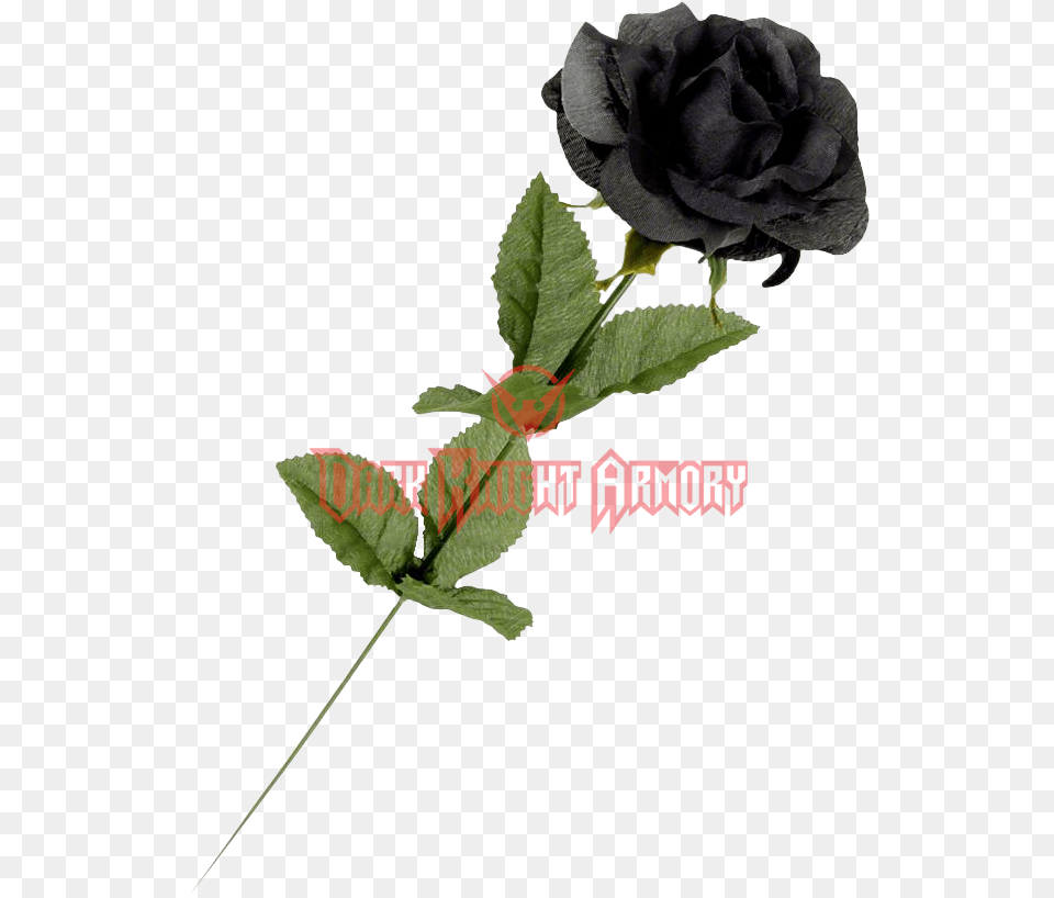 Download Black Roses Image With Black Single Rose Flower, Leaf, Plant Free Png