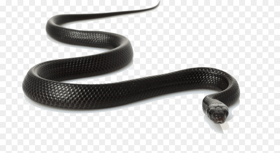 Download Black Snake Clipart For Designing Use Blue Condition By Tyler Compton, Animal, Reptile Png