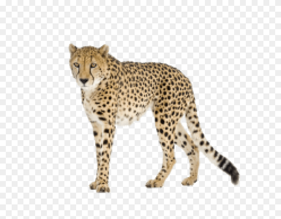 Black Tail Cheetah Image Cheetah, Animal, Mammal, Wildlife Free Png Download