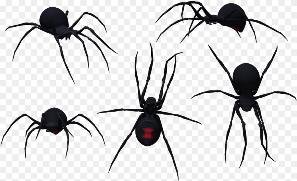 Download Black Widow Spider 075 Group Of Black Widow Spiders, Animal, Invertebrate, Black Widow, Insect Png