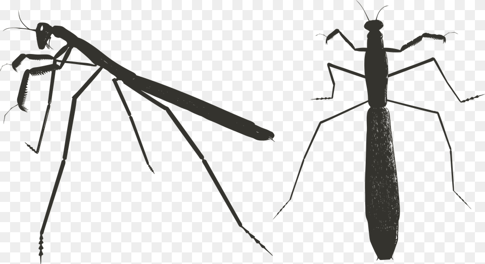 Download Black Wings Image For Black Wings Transparent, Animal, Insect, Invertebrate, Mantis Free Png