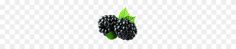 Download Blackberry Photo Images And Clipart Freepngimg, Berry, Food, Fruit, Plant Free Png