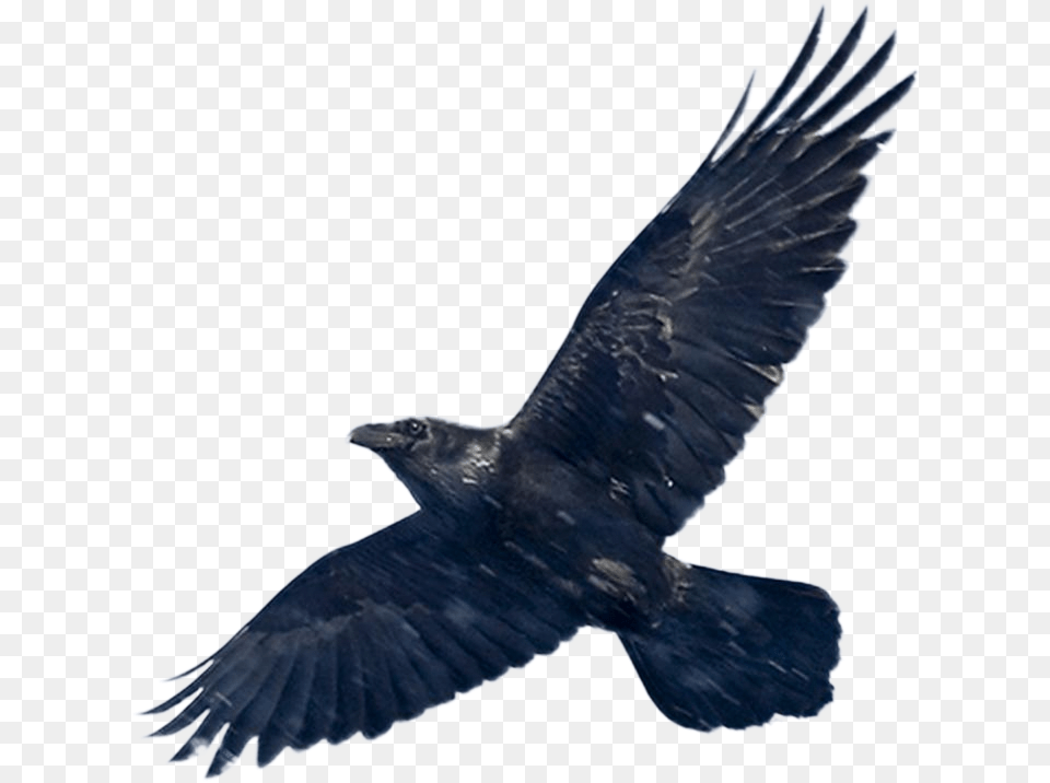 Download Blackbird Image Want To Fly Like An Eagle, Animal, Bird Free Transparent Png