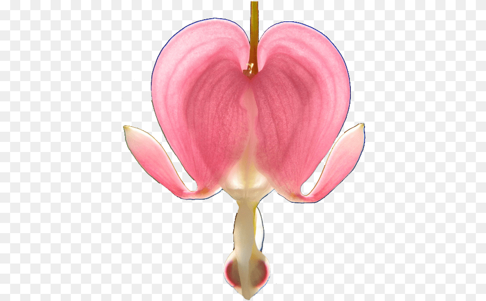 Download Bleeding Hearts Bleeding Heart Flower Transparent, Petal, Plant, Anther Png