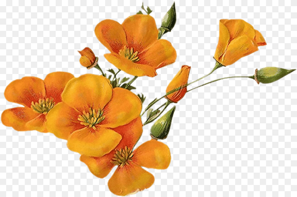 Download Bloom Flower Border Flowers Orange Flower Background, Anther, Geranium, Petal, Plant Free Png