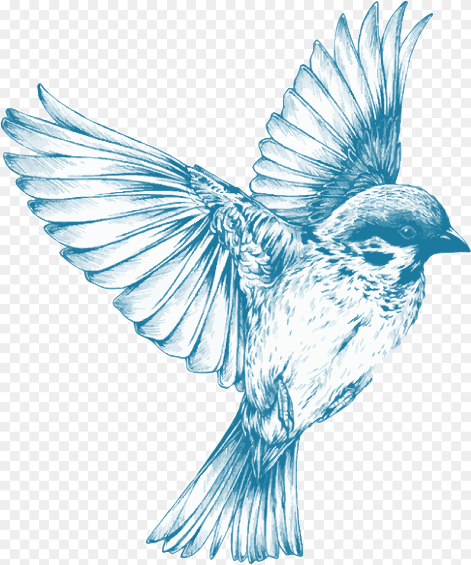 Download Blue Bird Drawing, Animal, Sparrow, Blackbird Free Png