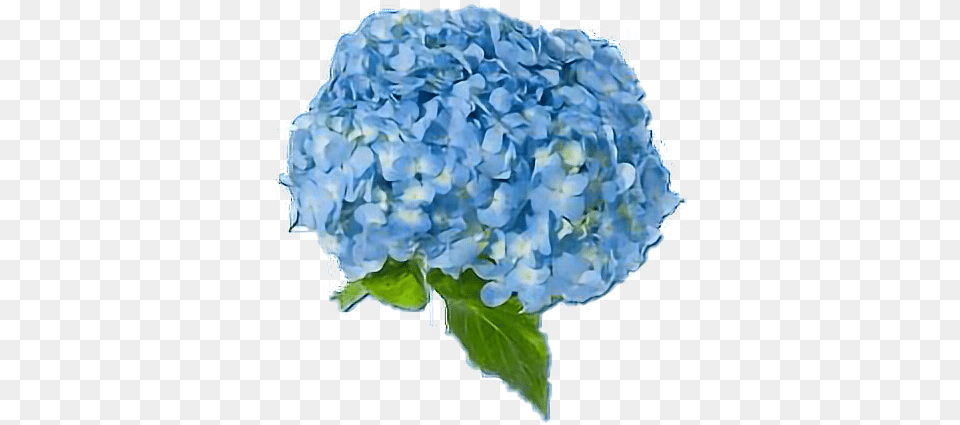 Download Blue Blueaesthetic Flowers Blue Hydrangea, Flower, Flower Arrangement, Flower Bouquet, Plant Png Image