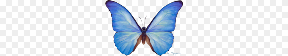 Download Blue Butterfly Watercolor Clipart Butterfly Menelaus, Animal, Insect, Invertebrate Free Transparent Png
