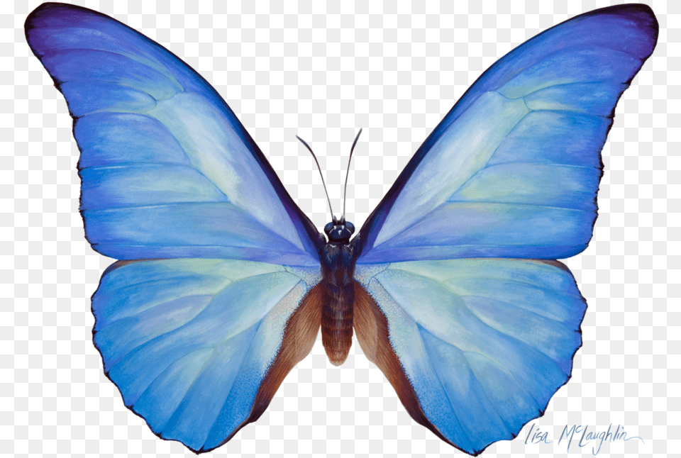 Download Blue Butterfly Watercolor Clipart Butterfly Menelaus, Animal, Insect, Invertebrate Png Image