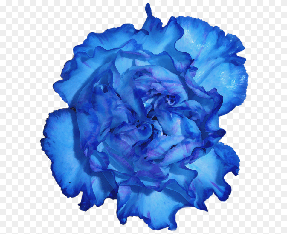 Download Blue Carnation Flower Full Size Lovely, Plant, Rose Free Transparent Png