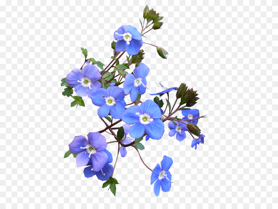 Download Blue Flower Photo Hbsche Blaue Real Transparent Blue Flower, Anemone, Flax, Geranium, Plant Free Png
