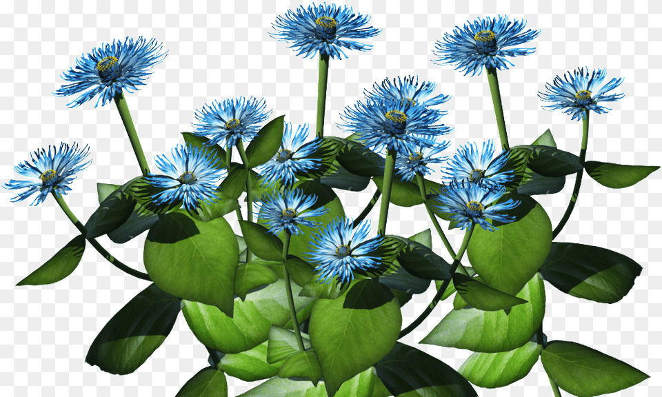 Download Blue Plant Flower Bush Transparent Full Bush Transparent Plants, Daisy, Petal, Dahlia, Flower Arrangement Free Png