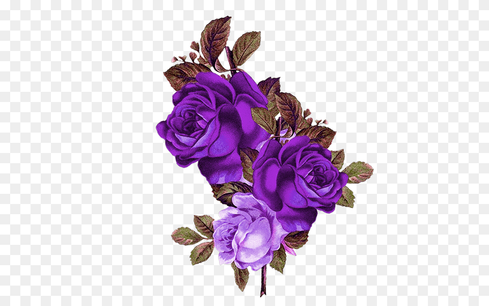 Download Blue Rose Garden Roses, Art, Purple, Plant, Pattern Png