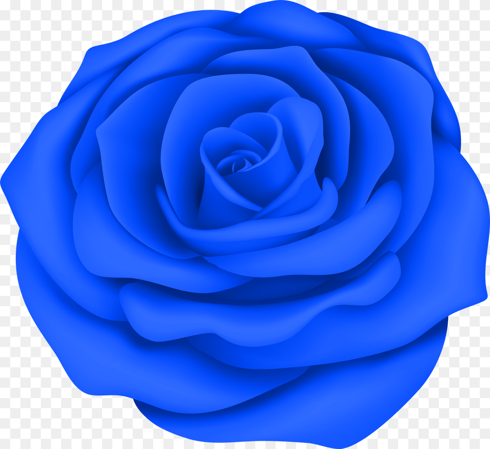 Download Blue Rose With Png Image