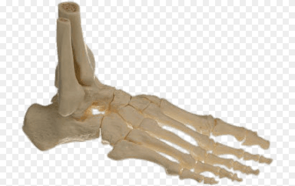 Download Bones Of The Foot Images Background Skeleton Foot, Animal, Fish, Sea Life, Shark Png Image