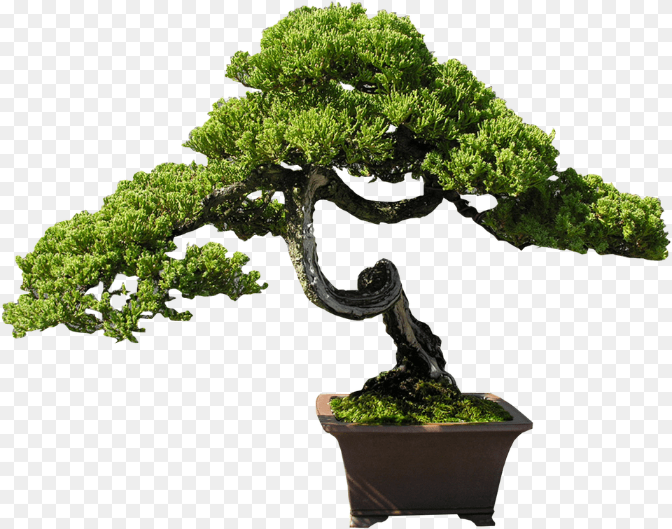 Download Bonsai Clipart Old Tree Bonsai Steps Pine Juniper Bonsai Tree, Plant, Potted Plant Free Transparent Png