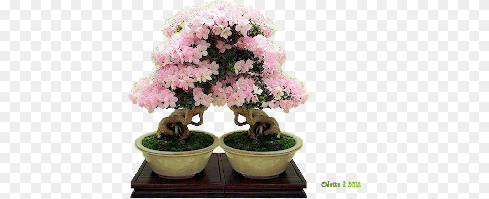 Download Bonsai Sageretia Theezans, Plant, Potted Plant, Tree, Flower Free Transparent Png