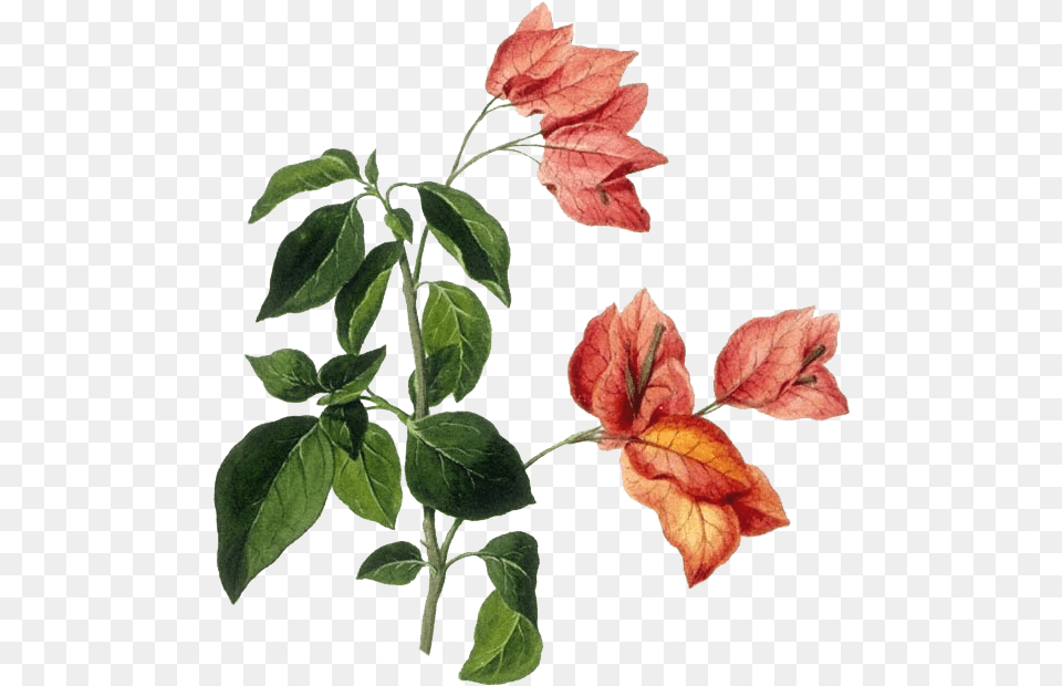 Download Bougainvillea Drawing Flower Botanical Drawing, Acanthaceae, Leaf, Plant, Tree Free Transparent Png