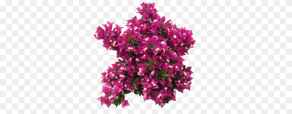 Download Bougainvillea Pink Tree Top View, Flower, Plant, Purple, Geranium Free Transparent Png