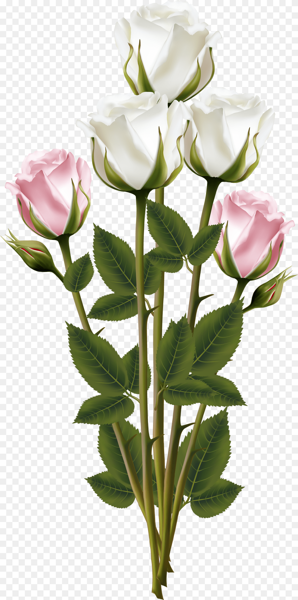 Bouquet Rose Pink Flower Plant Image Rose Flower Bouquet Background Free Png Download