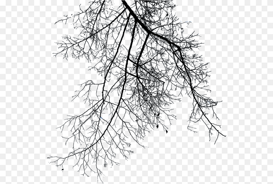 Download Branch File Winter Tree Branch, Ice, Nature, Outdoors, Weather Free Png